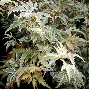 Acer Palmatum 'Butterfly'